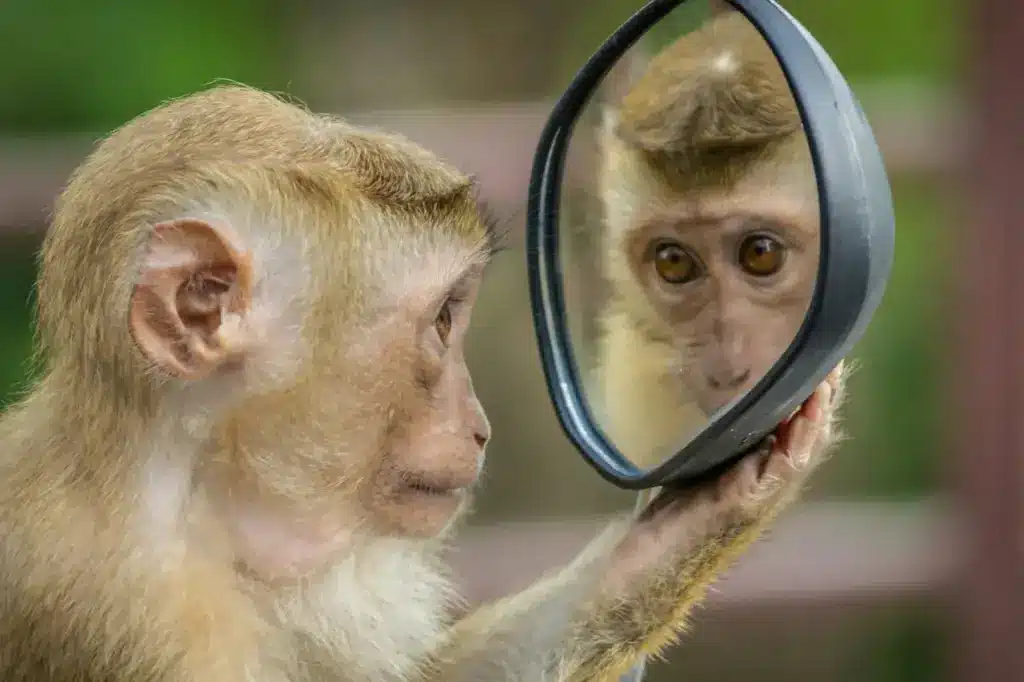 Monkey Watching its Face in the Mirror 