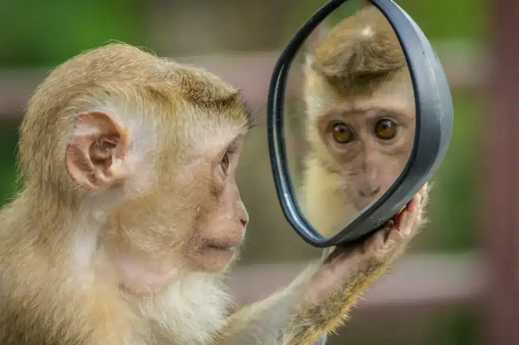 Monkey Watching its Face in the Mirror