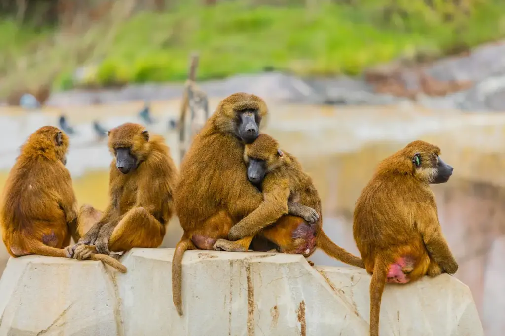 Group of Monkeys Sitting On A Rock 
