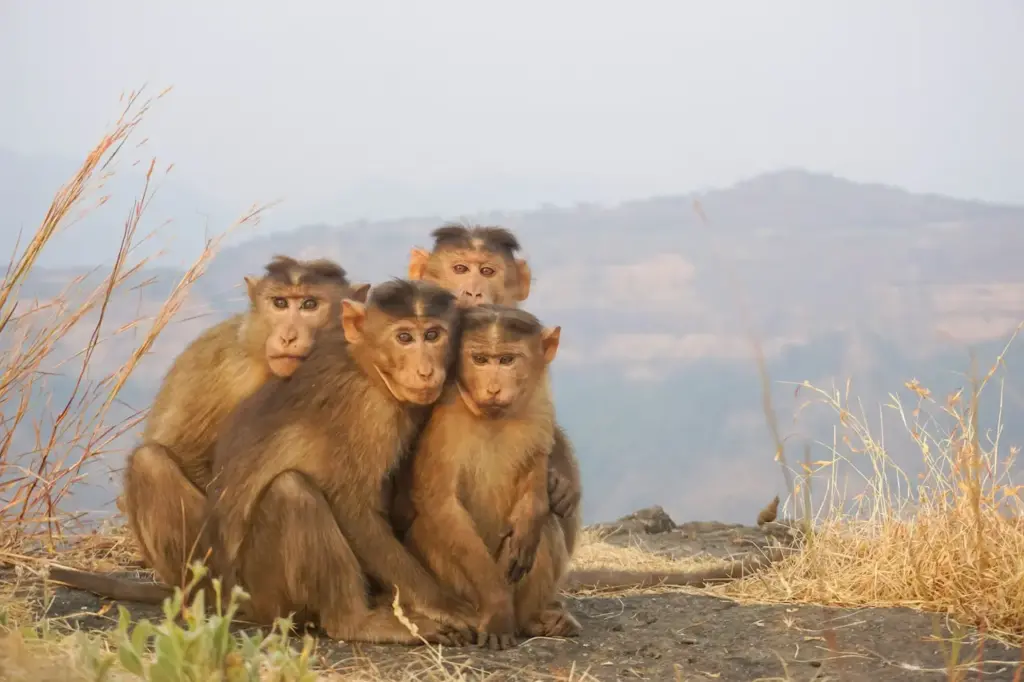 Monkeys Teach Their Young To Floss Teeth