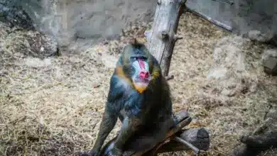 Old World Monkeys on a Tree Branch