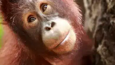 Orangutan Range Maps