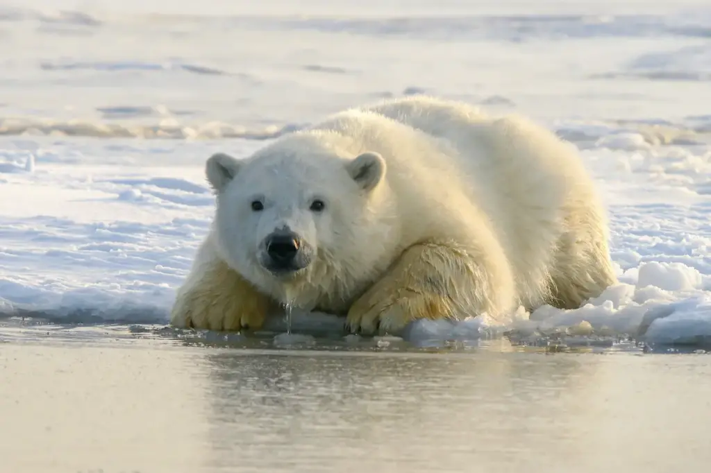Polar Bear Drinking Water Polar Bear Critical Habitat Proposed