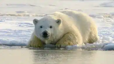 Polar Bear Drinking Water Polar Bear Critical Habitat Proposed