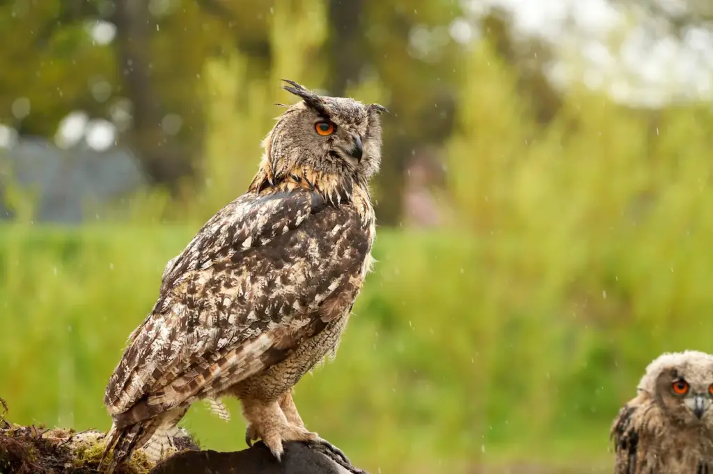 Close up Image of Rain Forest Eagles