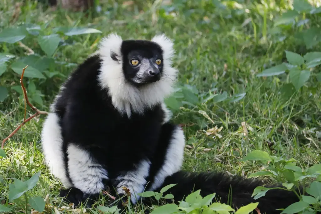 Rainforest Lemurs And Other Prosimians
