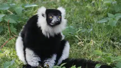 Rainforest Lemurs And Other Prosimians