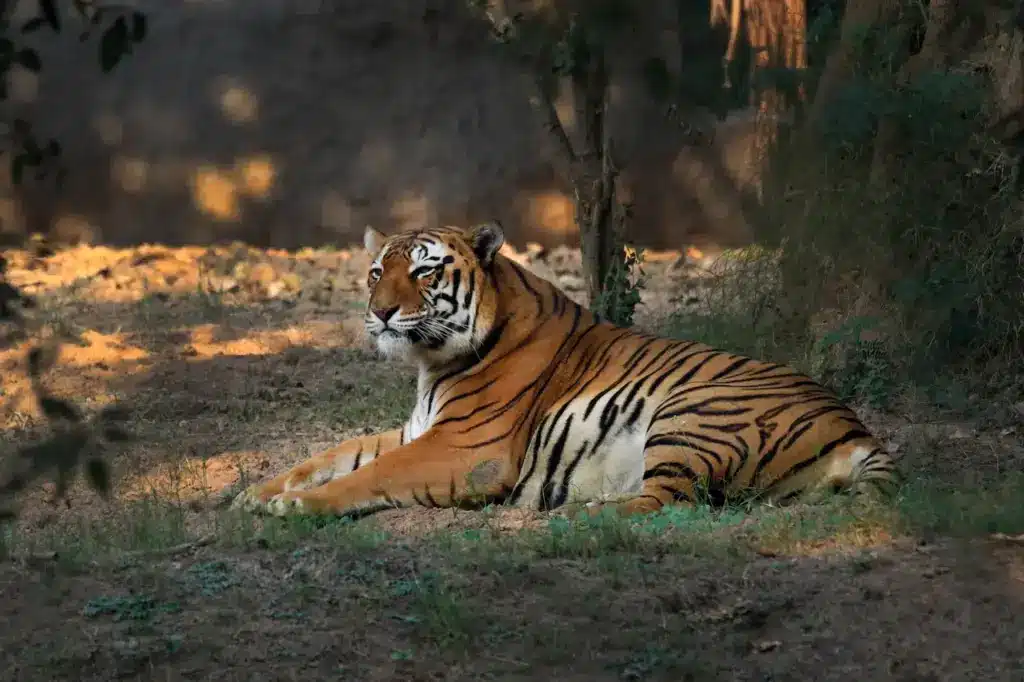 Tiger Resting on a Ground Saving The Endangered Tiger