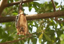 Sex Lives Of Bats