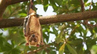 Sex Lives Of Bats