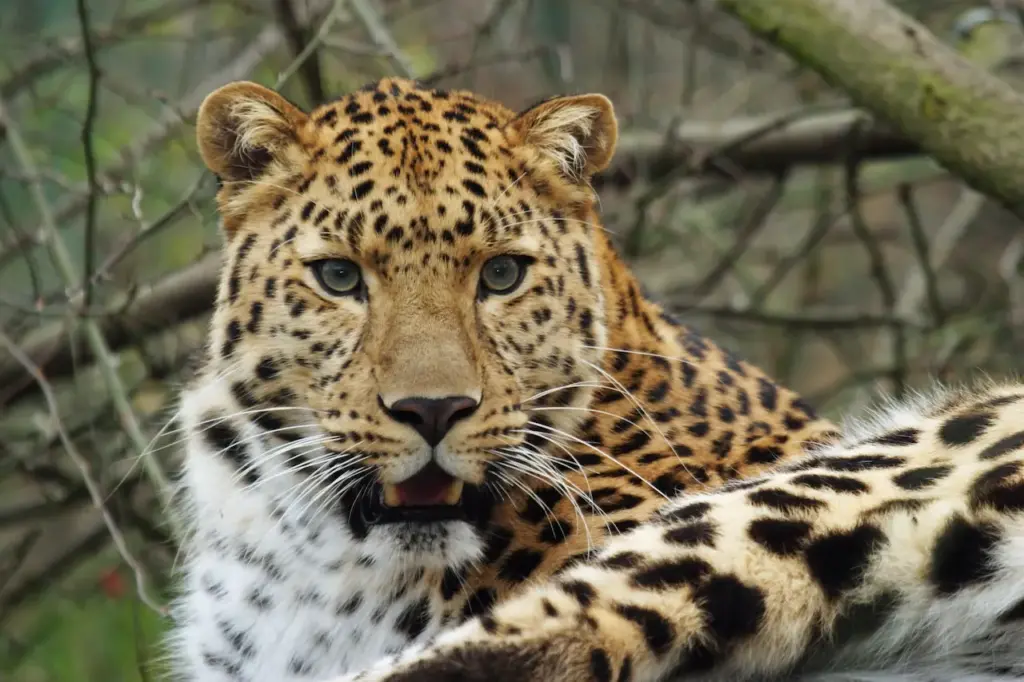 Closeup Image of Amur Leopard Siberian Fires Threaten Amur Leopard and Tiger