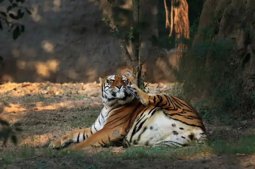 Image of Tiger Resting 