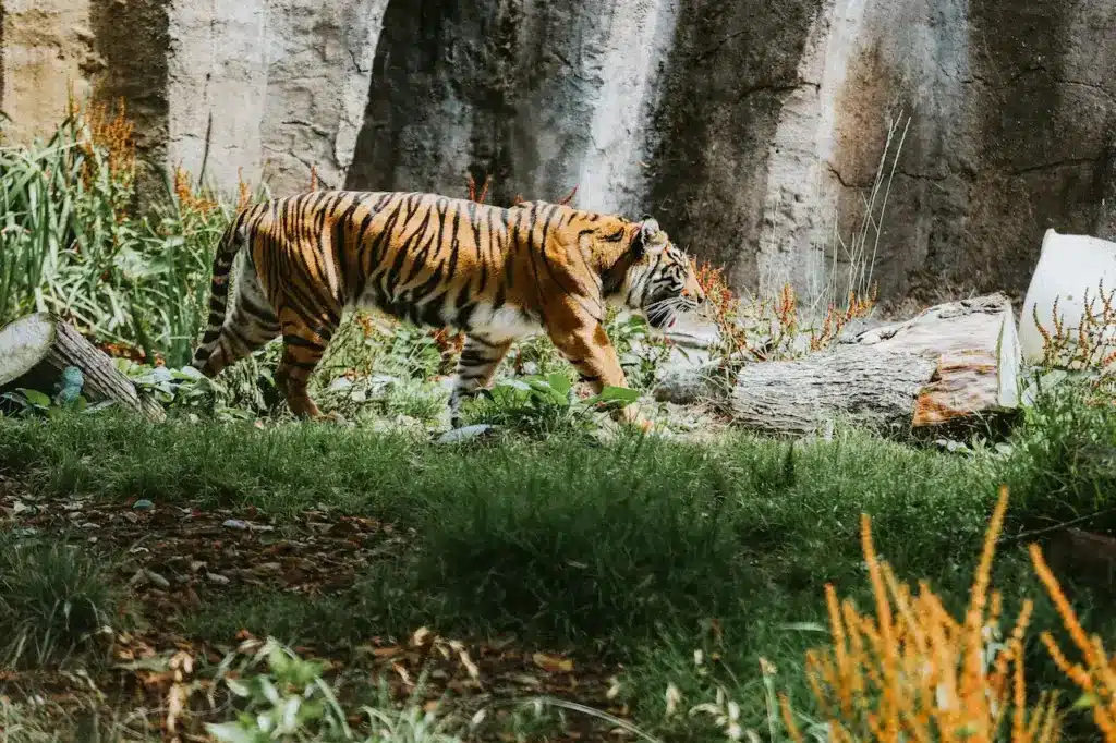Tiger Walking on Green Grass 