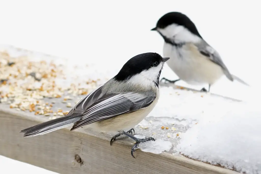 Two Chickadees Standing on a Snowy Pole 