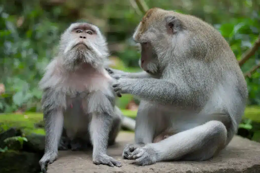Two Monkey Resting on a Tree