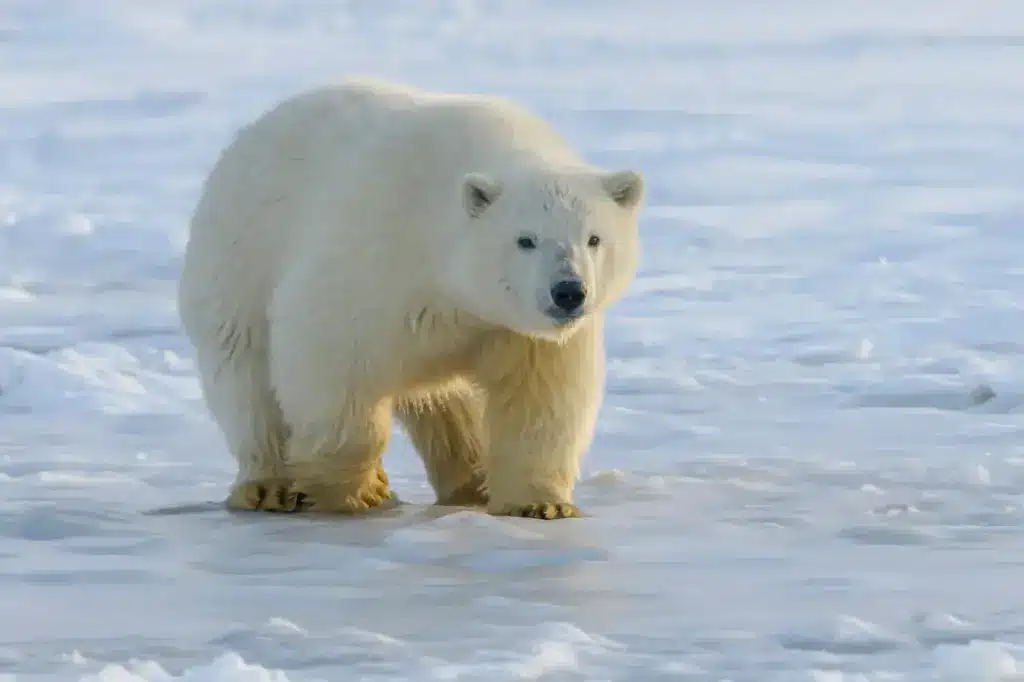 Young Polar Bear Walking on the Ice 