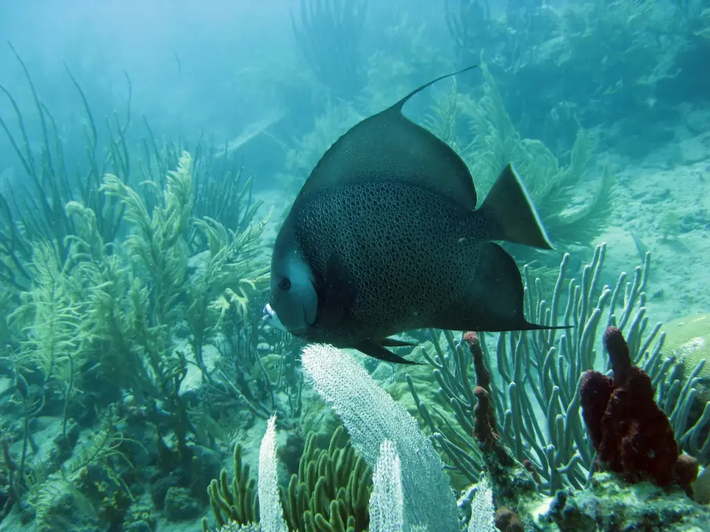 Amazon Fish Underwater Image 