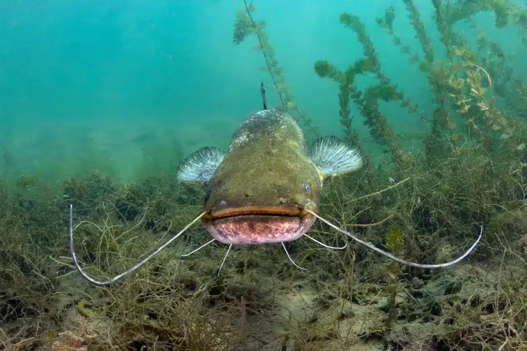 Catfish Underwater. Amazon Fish Indigenous New York Times