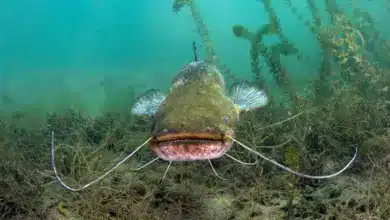 Catfish Underwater. Amazon Fish Indigenous New York Times