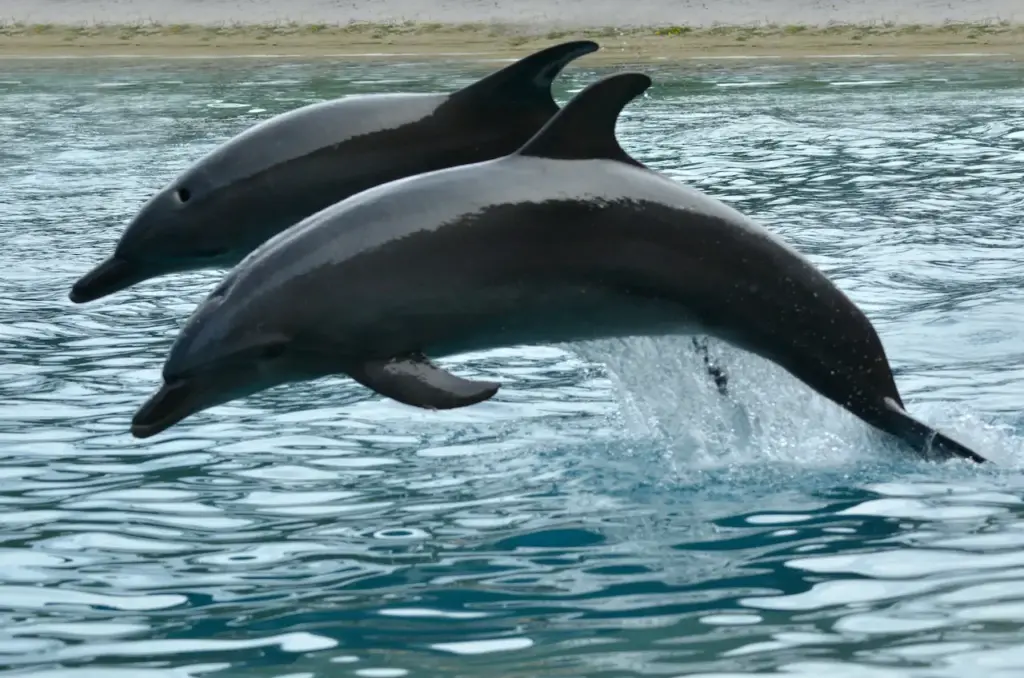 Are Bottlenose Dolphines Endangered