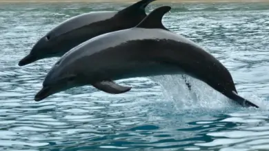 Are Bottlenose Dolphines Endangered