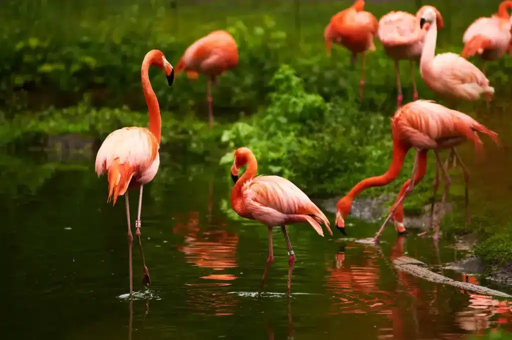 Are Flamingo Pink Because They Eat Shrimp