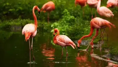 Are Flamingo Pink Because They Eat Shrimp