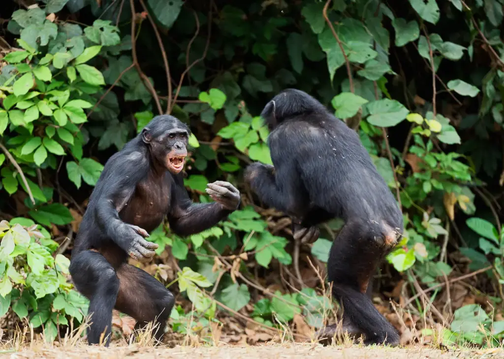 Chimpanzee Fighting Each Other. Chimpanzee Enemies