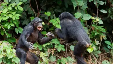 Chimpanzee Fighting Each Other. Chimpanzee Enemies