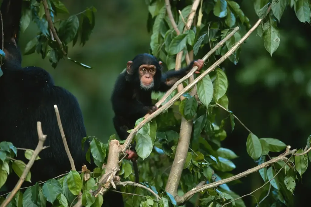 Chimpanzee Habitat on a Tree
