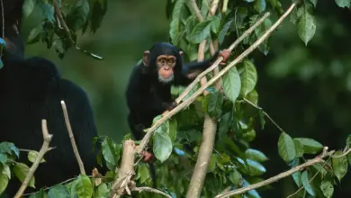 Chimpanzee Habitat on a Tree