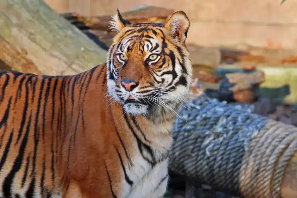 Close up Image of Tiger 