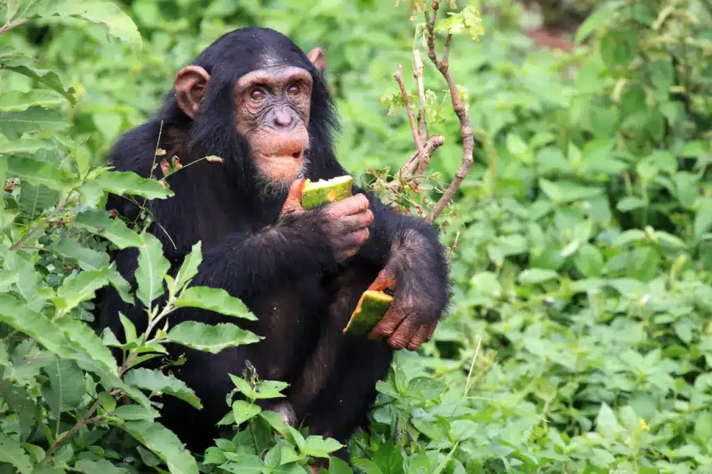Chimpanzee Eating Foods. Endangered Species Population Numbers