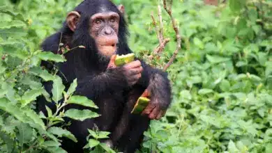 Chimpanzee Eating Foods. Endangered Species Population Numbers