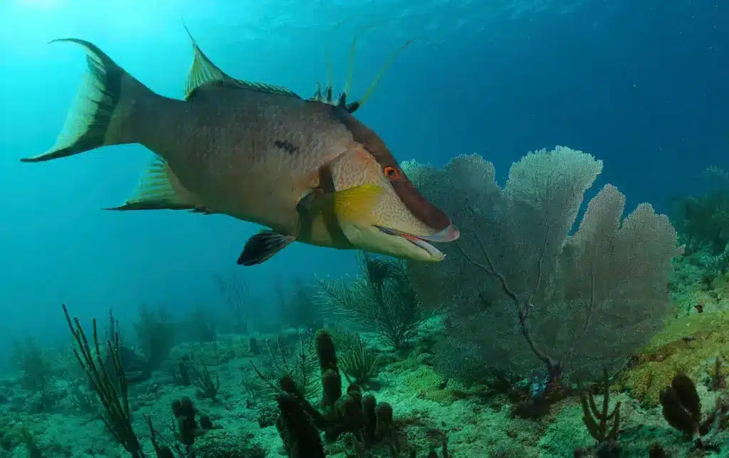 Fish Underwater Image 