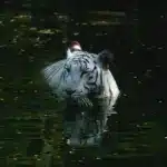 List Of Jungle Animals Siberian Tiger