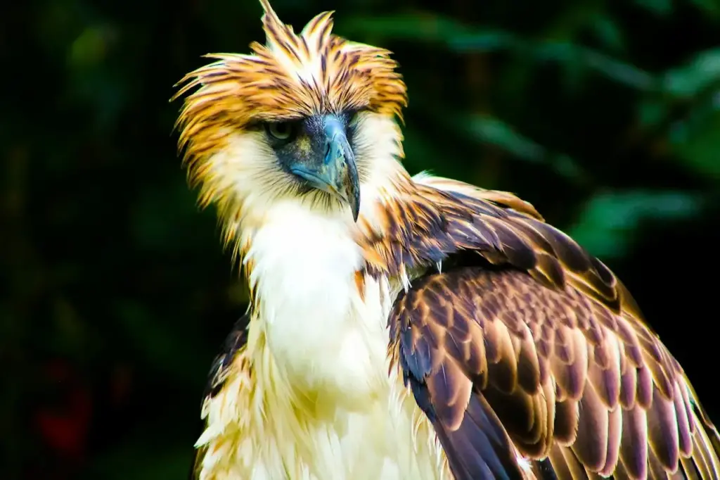 Close up Image of Philippine Eagle