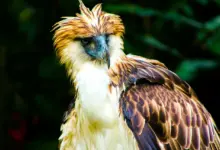 Close up Image of Philippine Eagle