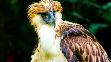 Close up Image of Philippine Eagle