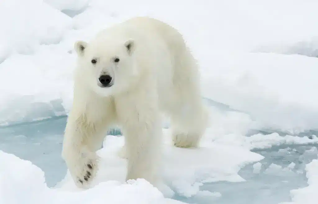 Polar Bear on the Ice 