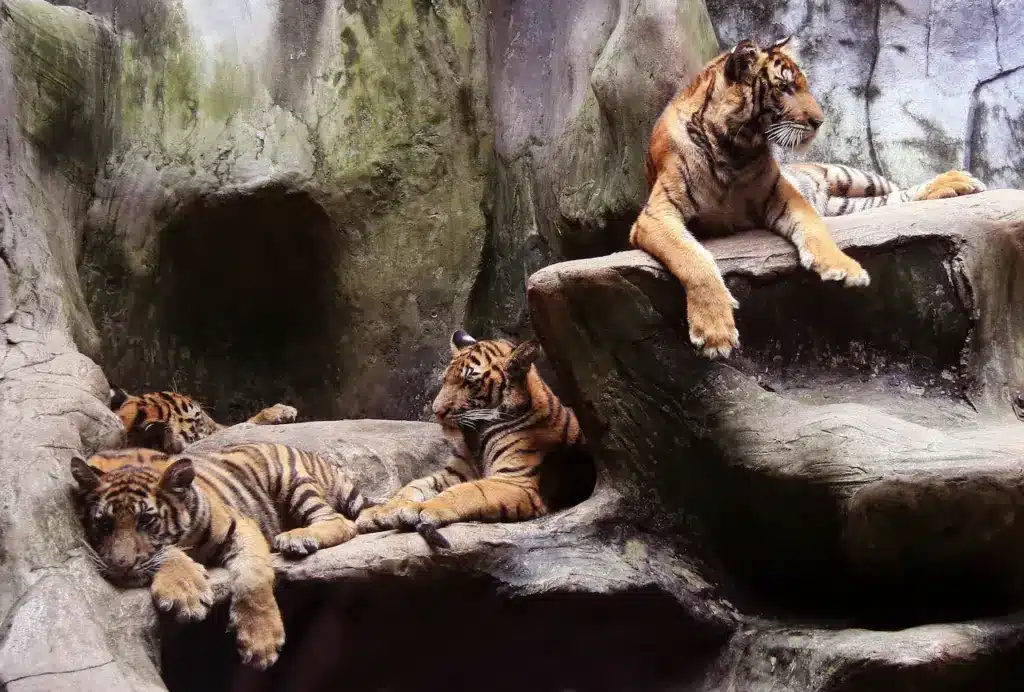 Tiger Breeding to Prevent Extinction