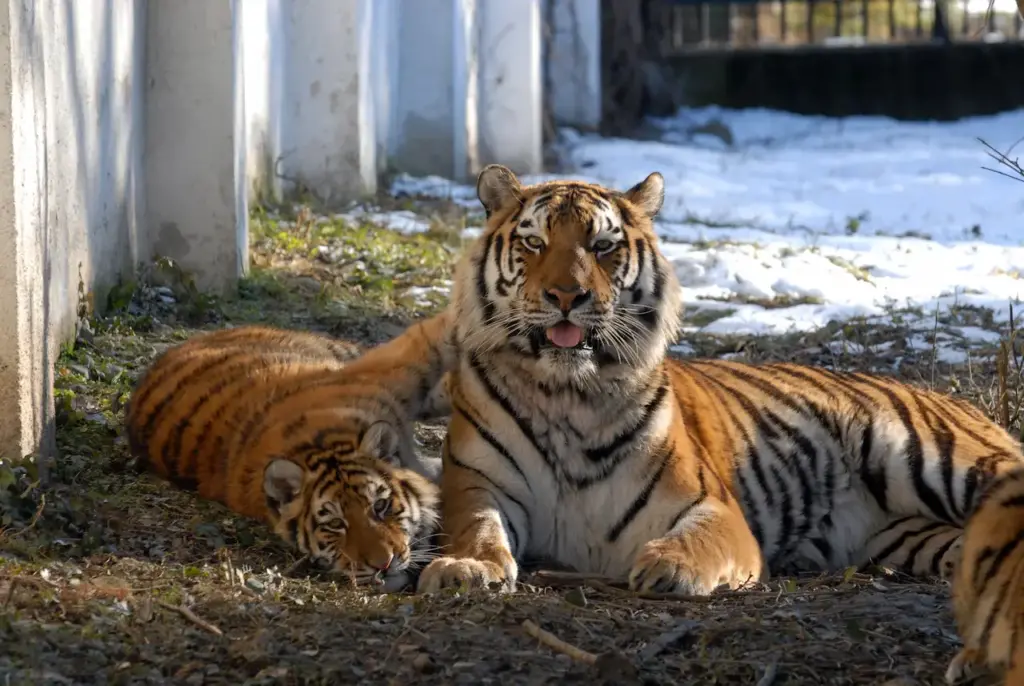 Pair of Tiger Laying in the Grass Tiger Extinction Would Be China's Fault