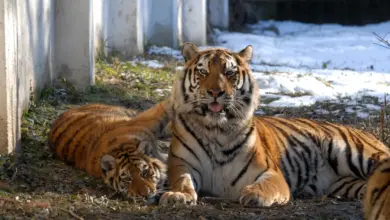 Pair of Tiger Laying in the Grass Tiger Extinction Would Be China's Fault