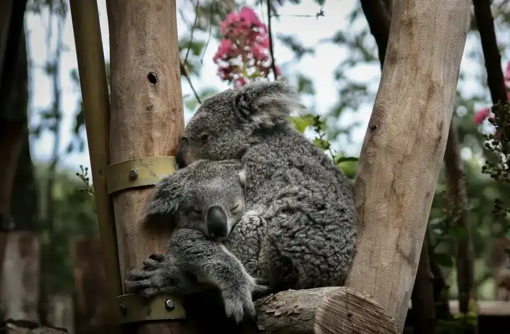Two Koalas Hugging in the Tree