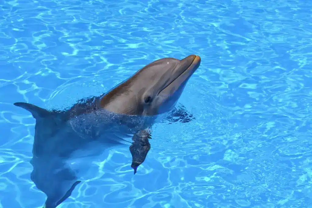 Types Of Dolphins or Kinds of Dolphins