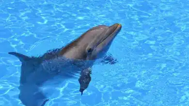 Types Of Dolphins or Kinds of Dolphins