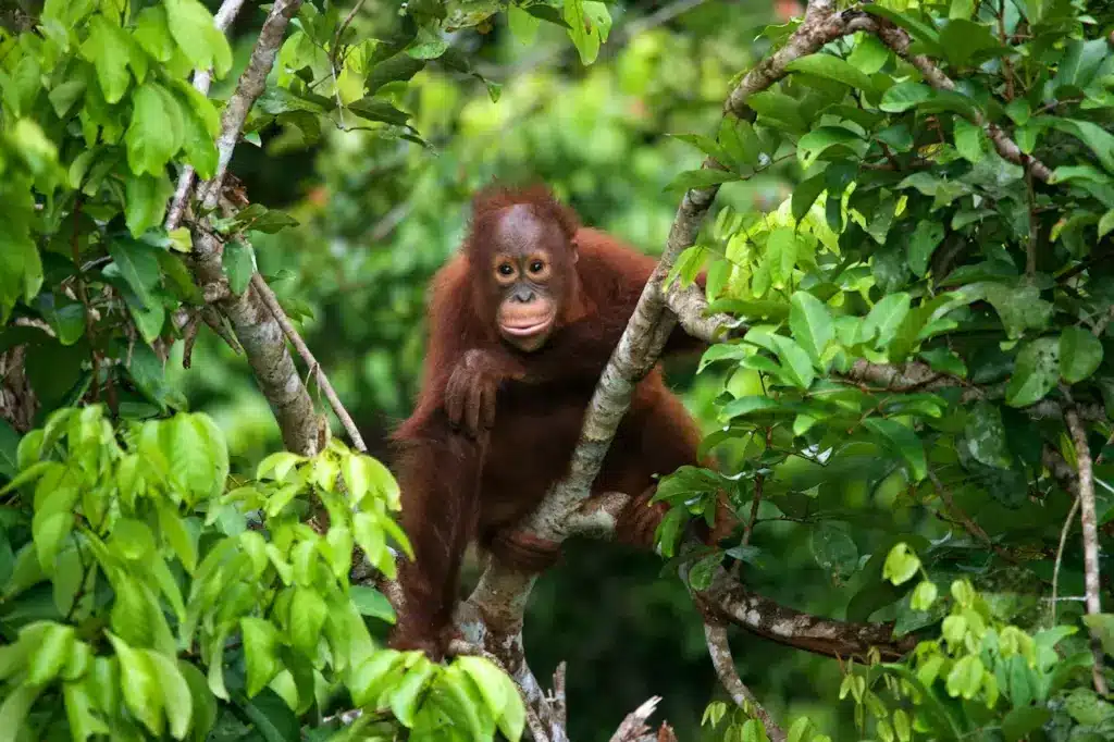 Types Of Endangered Rainforest Animals