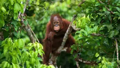 Types Of Endangered Rainforest Animals