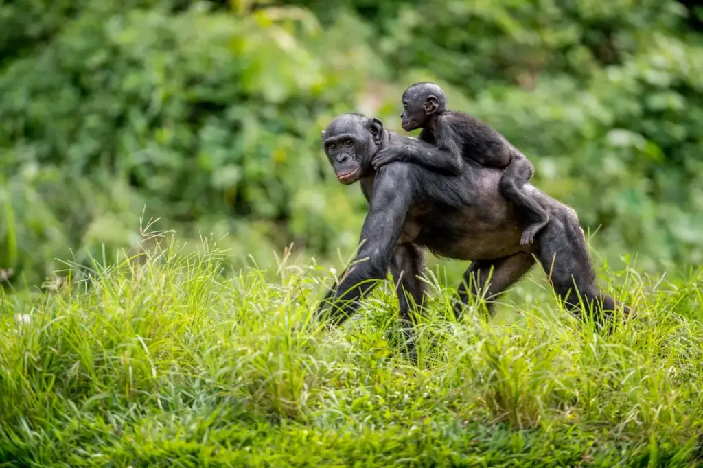 Types Of Monkeys i on the Grass