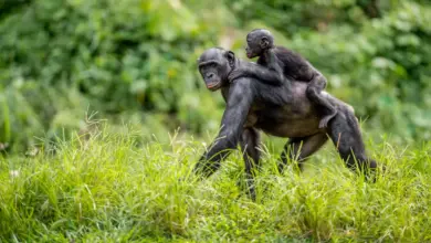 Types Of Monkeys i on the Grass